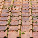 Professional Swindon Roof Cleaning company
