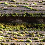 Roof Cleaning company near Swindon