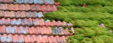 Swindon Moss Removal & Lichen Removal